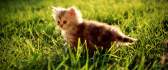 Pretty little cat in grass