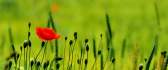 Red poppy flower on a green poppy field