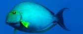 Blue fish underwater - Honolulu, Hawaii
