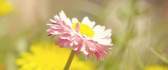 Beautiful Daisy flower - summer flower