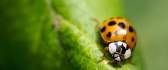 Little ladybug on a big green leaf - macro wallpaper
