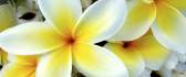 Beautiful tropical flower - Plumeria HD wallpaper