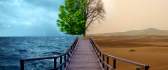 Ocean versus Desert - greened tree versus dry tree