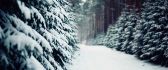 Snowy path between trees HD wallpaper