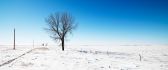A single tree on a white field of snow