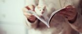 One white mouse in a book