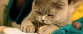 Cat learn to crochet - playful cat