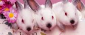 Sweet three white bunnies with gray ears