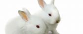 White wallpaper - two little white rabbits