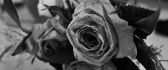 A bouquet of roses filled with memories - black and white