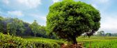 Big green tree - nature HD wallpaper