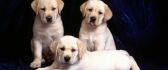 Three sweet Labrador puppies HD wallpaper