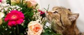 Sweet cat eating flowers