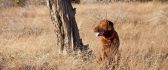 Sweet dog on a field with dry grass