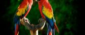 Two colorful parrots - beautiful birds