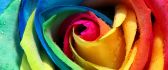 Colorful rose petals - Macro HD wallpaper