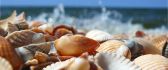 A pile of seashells - Macro HD wallpaper