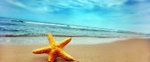 Starfish surviving - the sea in dangerous