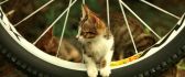 Little kitty sitting on the bicycle wheel