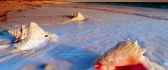 Sea ​​scallops soaked with water foam - HD wallpaper