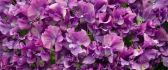 Beautiful purple wallpaper - carpet of flowers
