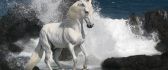 Beautiful white horse in the waves of the sea