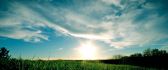 Green grass shining in the sun light - HD nature wallpaper