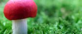 Pink surprise in the garden - little mushroom