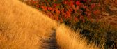 Path through the grass sunburned - HD nature wallpaper