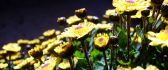 Flower buds in a wonderful bouquet - macro HD wallpaper