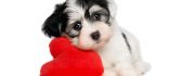 Little sweet puppy and his toy - a fluffy red heart