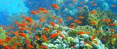 Coral reef and hundred orange fish - HD wallpaper