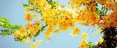 Beautiful yellow flowers on a tree - HD nature wallpaper