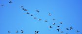 Flock of birds fly to warmer countries