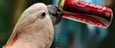 Sweet white parrot drinking coca-cola