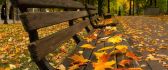 Beautiful autumn leaves on the benches in the park