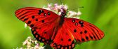 Big red butterfly on flowers - HD wallpaper