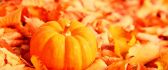 Pumpkin on a leaves carpet - HD autumn wallpaper