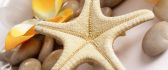Beautiful starfish, stones and flowers - HD wallpaper