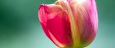 Simple symbol of love - beautiful tulip flower
