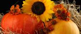 Sunflowers and delicious pumpkins - HD wallpaper