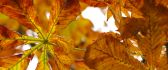 Beautiful autumn leaves - close up HD wallpaper