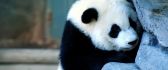 Little panda is hiding - childhood games