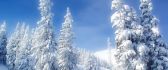 Beautiful white forest - HD winter wallpaper