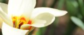Macro white flower - spring time