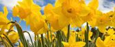 Beautiful yellow daffodils - magic spring time