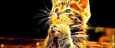 Abstract 3D wallpaper - little cat n fire