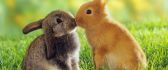 Love is in the air - rabbit kiss