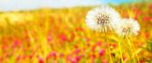 Beautiful dandelion flowers - blurry nature