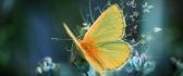 Fluffy yellow butterfly - HD wallpaper